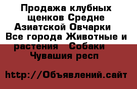 Продажа клубных щенков Средне Азиатской Овчарки - Все города Животные и растения » Собаки   . Чувашия респ.